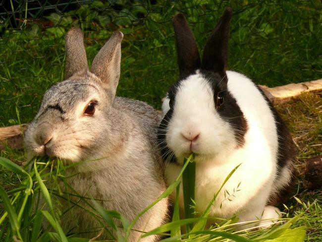 7 cose che non sapevi sui conigli!