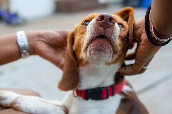 Happy beagle getting patted