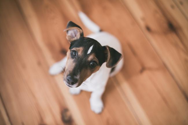 Jack Russell on wooden floor
