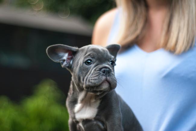 Grey French Bulldog puppy