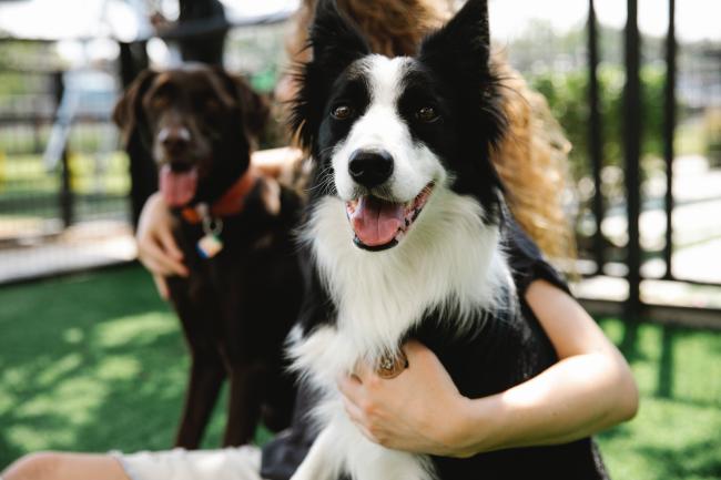 Two dogs and pet owner