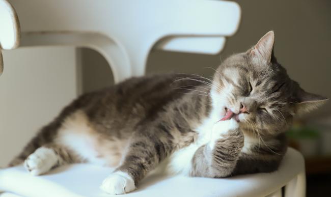 Cat on chair
