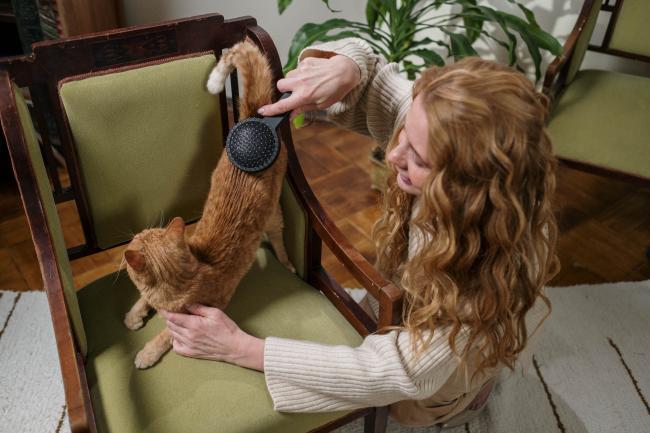 Pet owner brushing cat