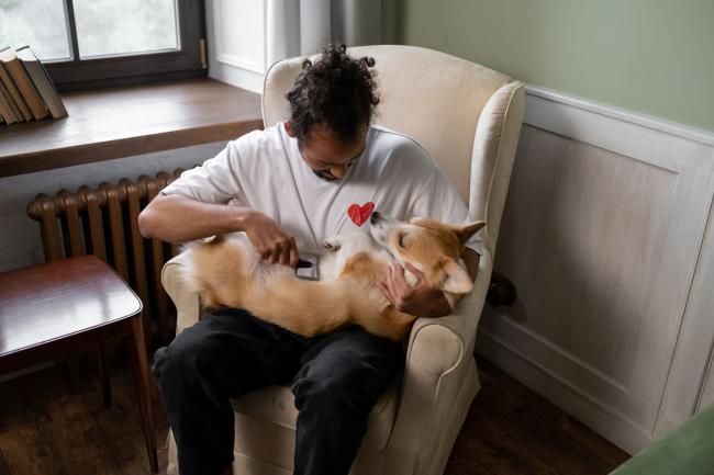 Dog owner brushing corgi
