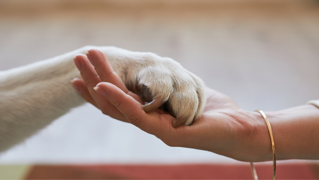 Stretta di zampa tra cane e umano