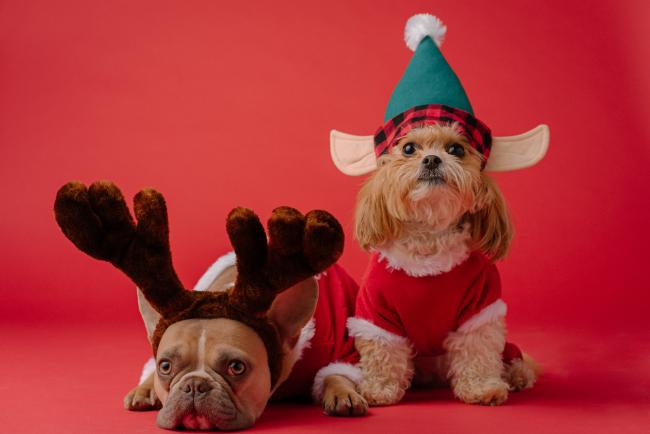 Dogs in Christmas costume